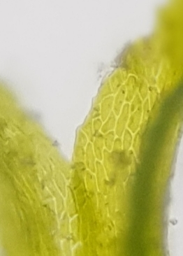 Image of Ephemerum recurvifolium by no rights reserved