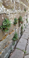Asplenium ruta-muraria