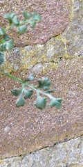 Asplenium ruta-muraria