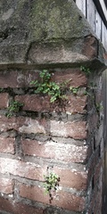 Asplenium ruta-muraria