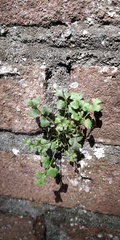 Asplenium ruta-muraria