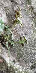 Asplenium ruta-muraria