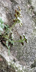 Asplenium ruta-muraria