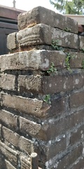Asplenium ruta-muraria