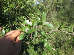 Xylosma tweediana