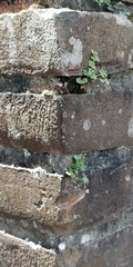 Asplenium ruta-muraria