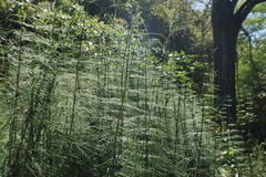 Equisetum myriochaetum
