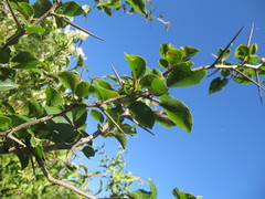 Xylosma tweediana