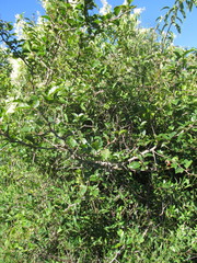 Xylosma tweediana
