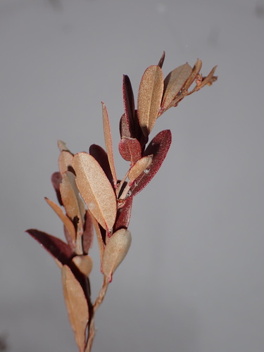 Chamaedaphne calyculata iNat (2)