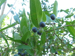 Smilax campestris