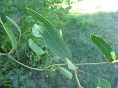 Smilax campestris