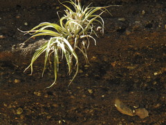 Tillandsia capitata