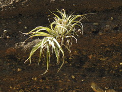 Tillandsia capitata
