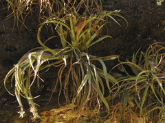 Tillandsia capitata
