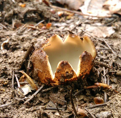 Geopora sumneriana image