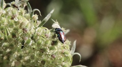 Bilyaxia