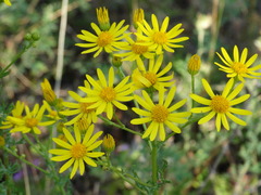 Senecio macedonicus