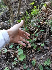 Mesadenus polyanthus