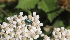 Bilyaxia concinna