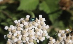 Bilyaxia concinna