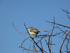 Stigmatura budytoides
