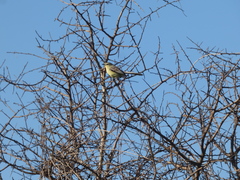 Stigmatura budytoides