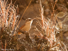 Tarphonomus harterti