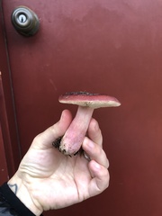 Russula queletii