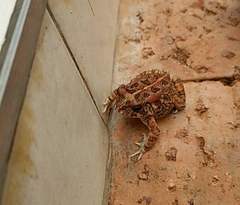 Sclerophrys gutturalis