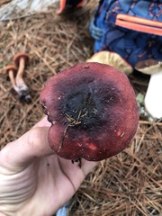 Russula queletii