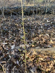 Dirca palustris