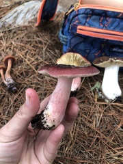 Russula queletii