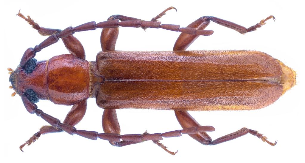Holorusius perrieri