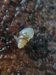 Carychium tridentatum