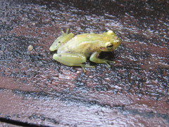 Phyllodytes luteolus