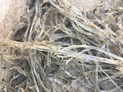 Amathia verticillata