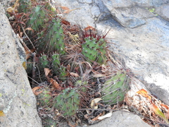 Airampoa ayrampo