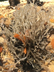 Amathia verticillata