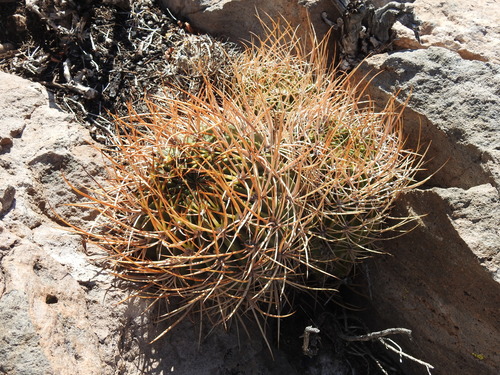 Lobivia ferox Britton & Rose