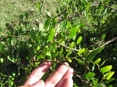 Smilax campestris