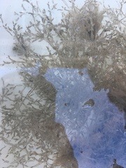 Amathia verticillata