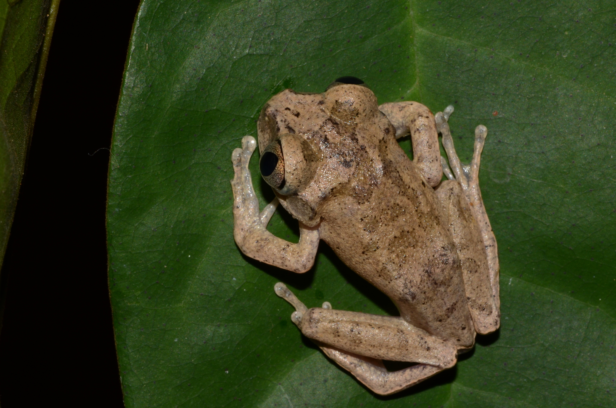 Leptopelis aubryi (Duméril, 1856)
