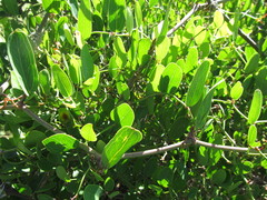 Smilax campestris