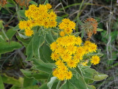 Pentanema germanicum