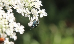 Bilyaxia concinna