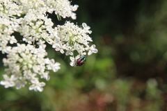 Bilyaxia concinna