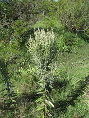 Pterocaulon balansae