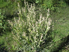 Pterocaulon balansae