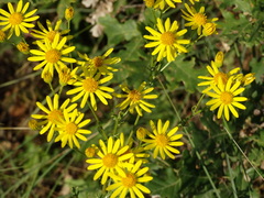 Senecio macedonicus